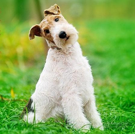 全世界100种名贵狗,世界上46多种名狗图文说明