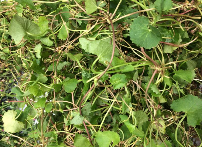 30年前,路边1种积雪草,还是次等猪食,如今却成网红“美容草”