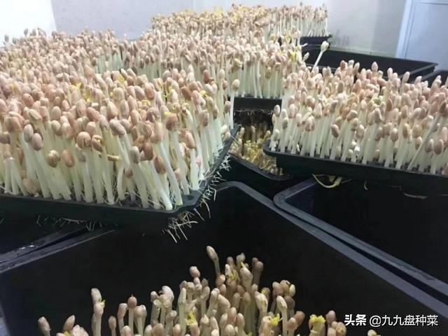 水培花生芽的销路,想学水培花生芽