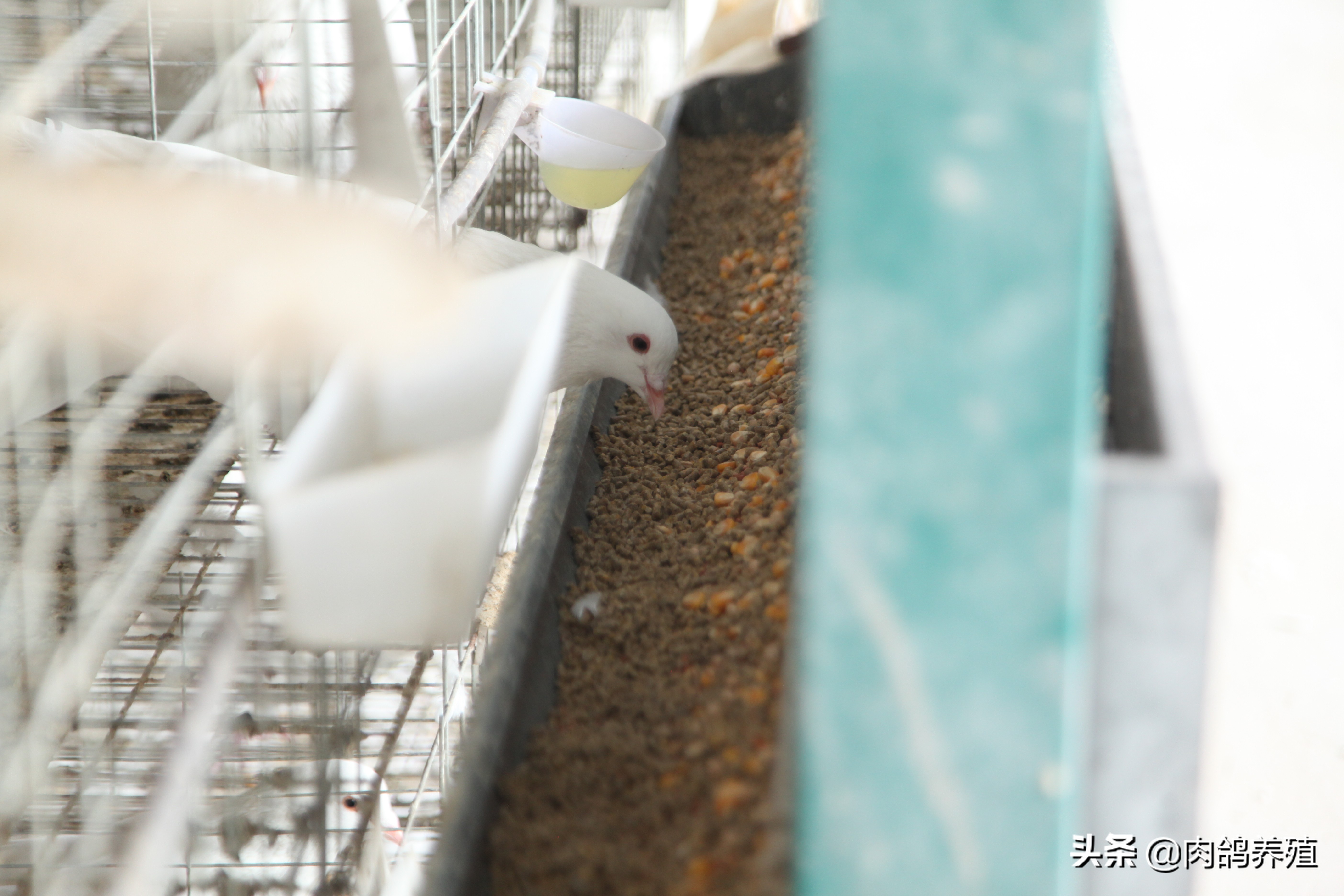 这些赛鸽选种经验让你少走弯路,关于鸽子的养殖知识资料