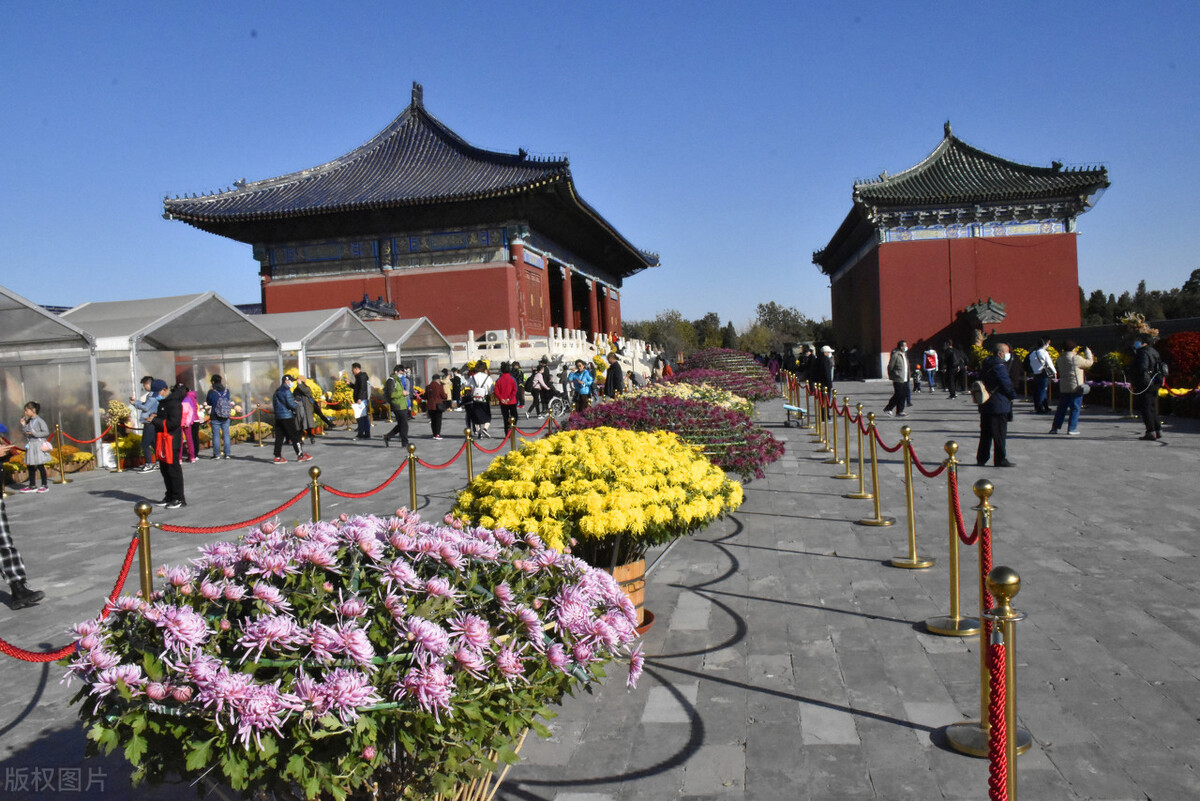 重阳节赏菊正当时，推荐国内这9个地方的赏菊好去处，沉浸式赏花