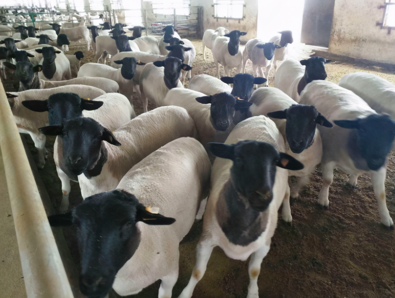 瘦肉精羊肉事件的影响,瘦肉精羊肉危害