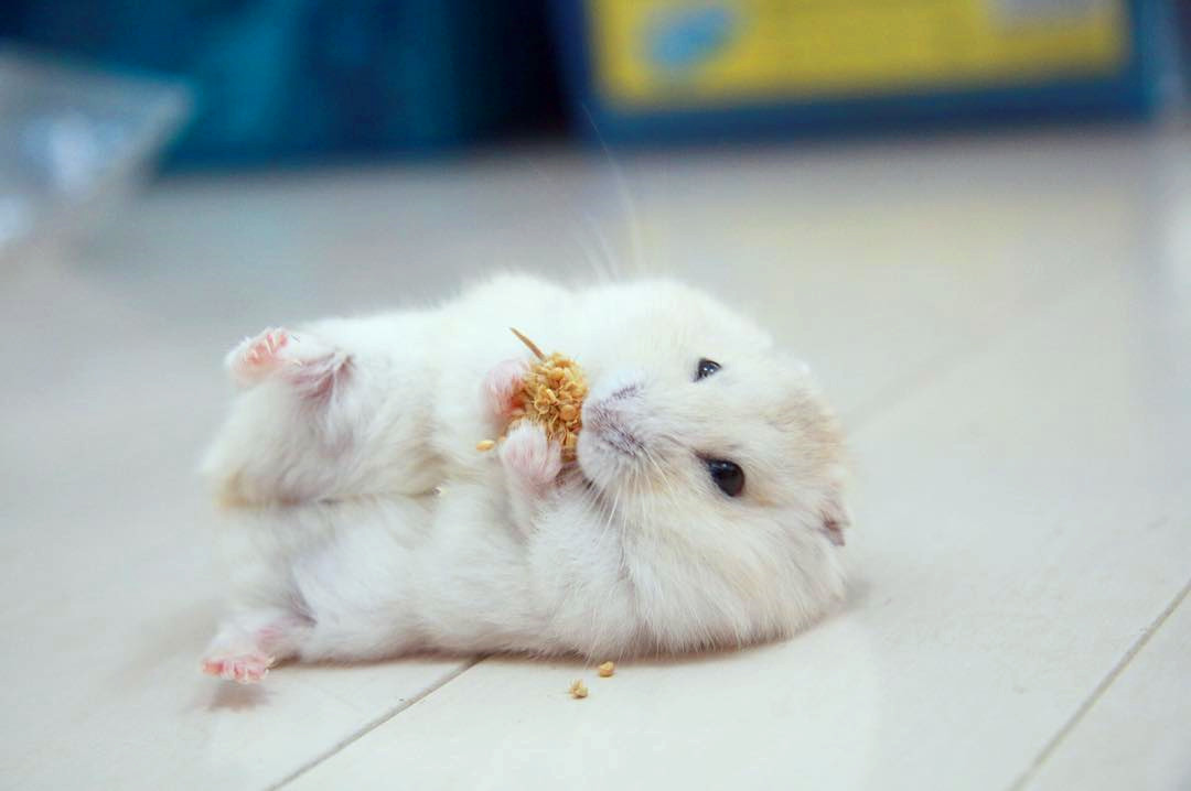 怎么养仓鼠仓鼠才跟你亲近,仓鼠怎么养才不咬人很粘人