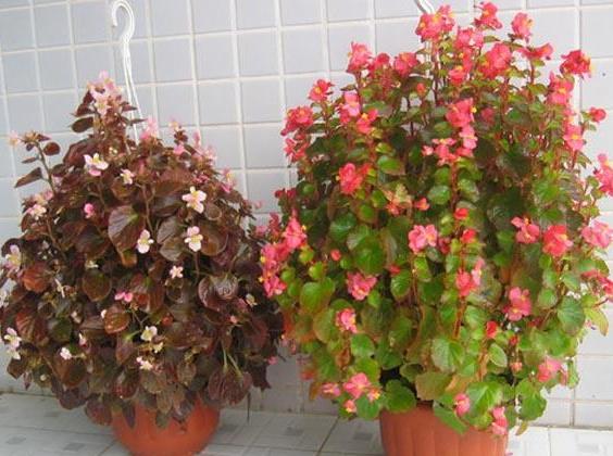 四季海棠养殖方法和扦插最佳时间,四季海棠扦插生根后多久可以移栽