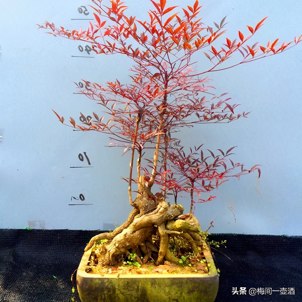 怎样让南天竹主干变粗,怎样让火焰南天竹更红