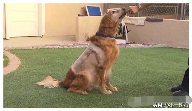 金毛患病被抛弃完整版,肿瘤金毛被抛弃