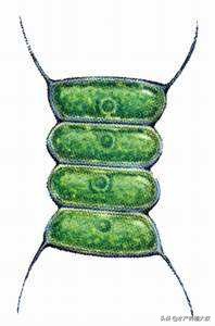 水产养殖藻类培养做法,水产养殖什么藻类最好