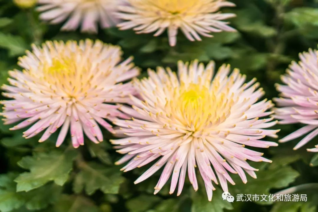 花点时间游武汉，满城都是菊花盛放的海洋