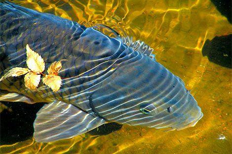 加拿大入境不良记录海关多久消除,入境加拿大禁品