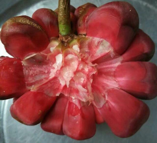 黑老虎果实种植技术,黑老虎水果种植