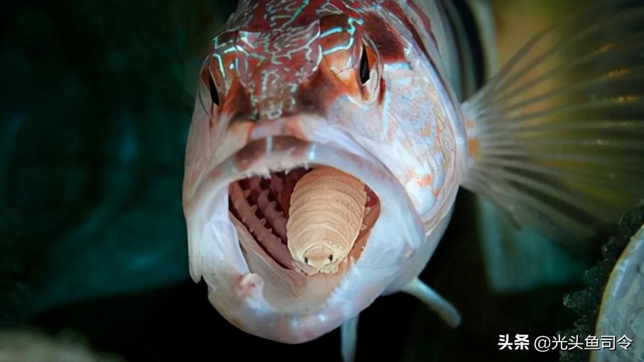 鱼类体内寄生虫图片大全,春季鱼类常见的寄生虫