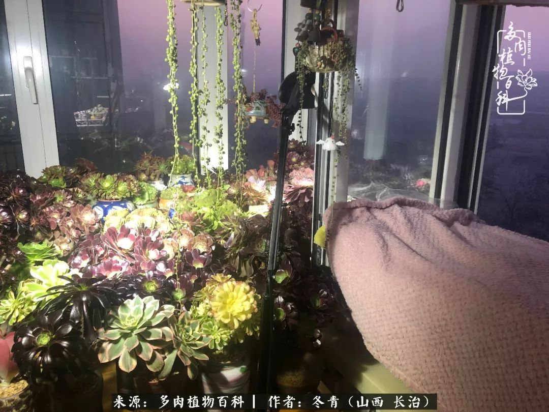 阳台养多肉徒长怎么办,阳台养多肉养殖方法和注意事项