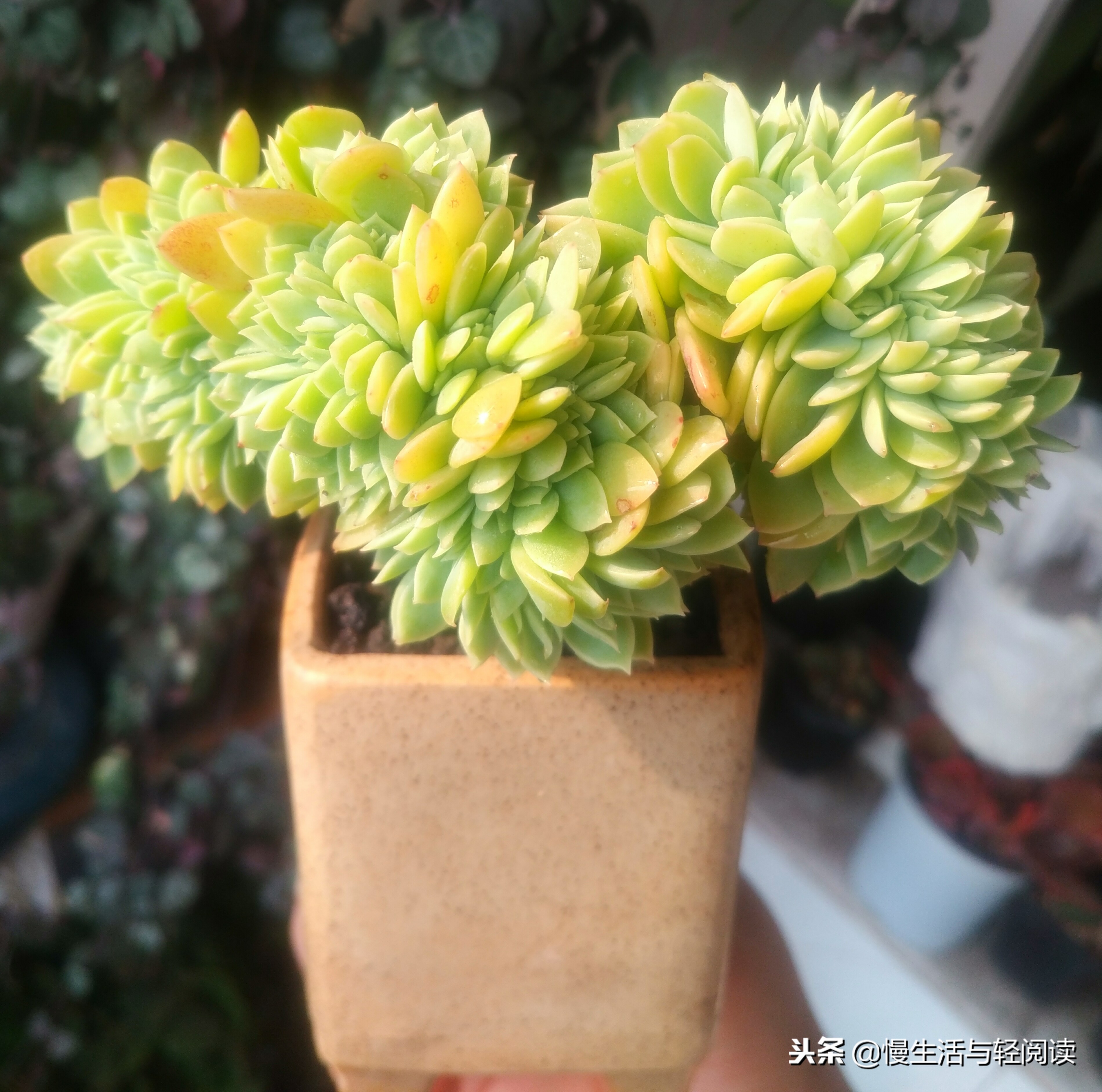 《慢生活·轻阅读》1480期