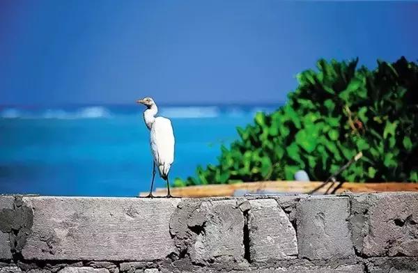 杨颖黎族海岛素颜照,海岛素颜照