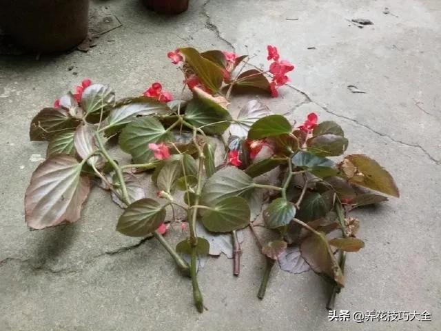 四季海棠花春天几天浇一次水,四季海棠怎么养才能长得茂盛