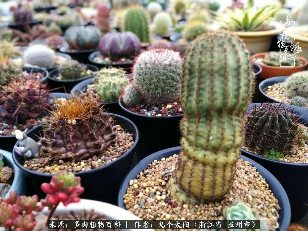 景天、球和龙舌兰，只要是多肉，都喜爱