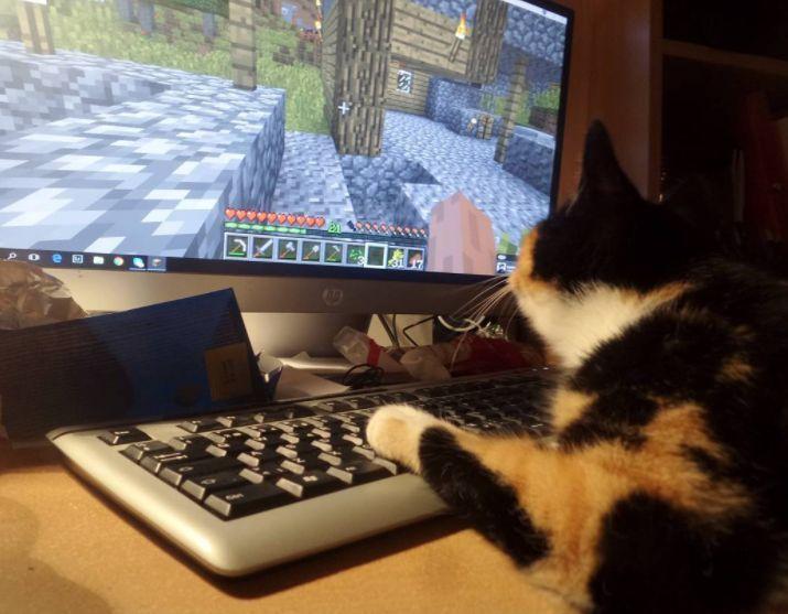 我的世界mc宠物生存合集,我的世界五个玩家喜欢的宠物