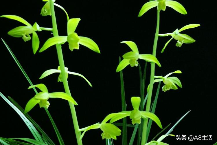 兰花蕙兰十大名品,蕙兰名品大全欣赏