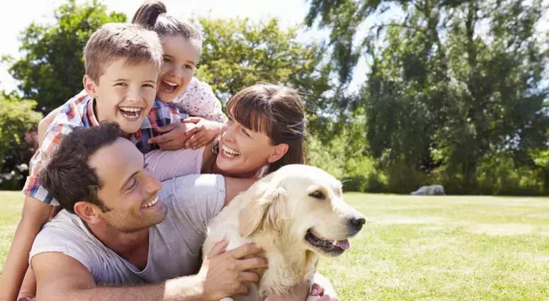 美国家庭都养什么犬,美国人喜欢养什么猛犬