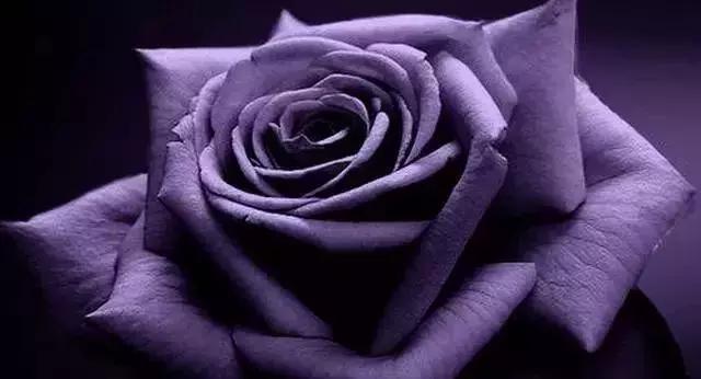 100种玫瑰品种图鉴大全,100种玫瑰品种图解