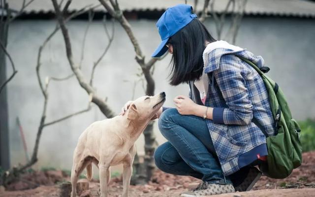 阿拉斯加被领养后又遭罪,面庞皮肤坏死,领养时四点条件不能少!