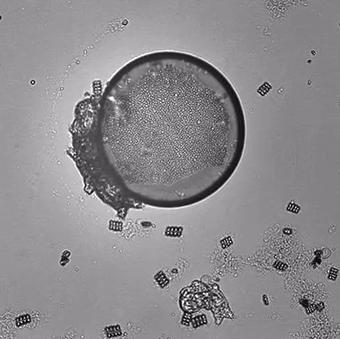 地球最强生物水熊坠落月球或幸存,地球最强的生物降临月球