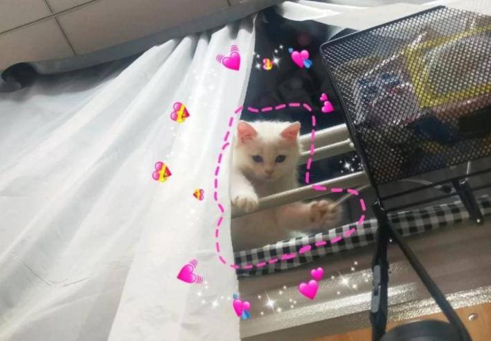 女生宿舍查违禁品太辣眼,宿舍查违禁品会遇到哪些问题