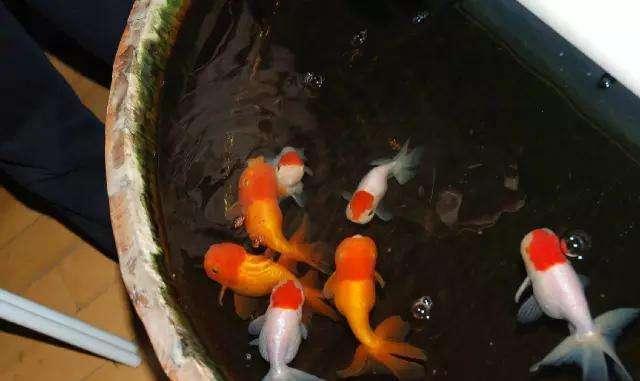 金鱼为什么养着养着就变了颜色,金鱼怎么养才能越来越红