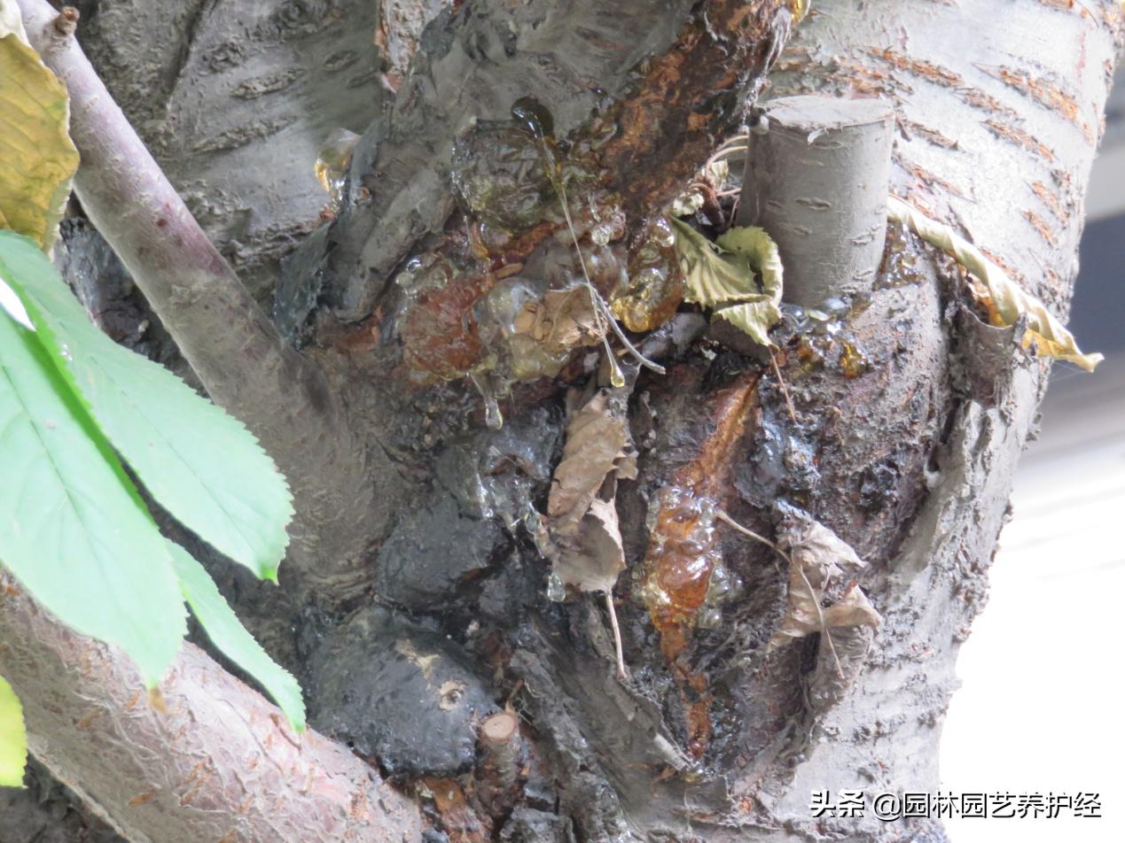 树木流胶病怎么治疗,树木流胶什么原因造成的