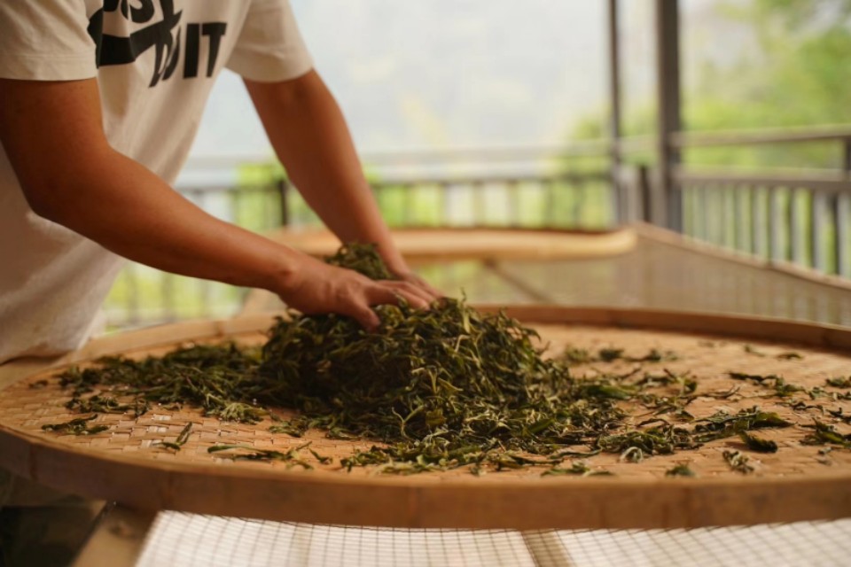 昌雄号冰岛五寨普洱茶生茶357g,冰岛五寨普洱茶2019价格表