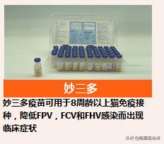 幼猫养护知识大全,幼猫驱虫的注意事项