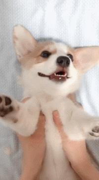 狗狗的宝宝,狗狗的宝宝日常