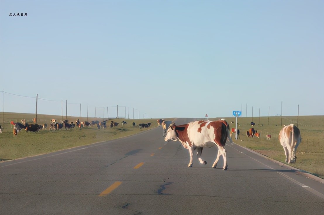 森林公园白鸟湖,乘风湖百鸟乐园