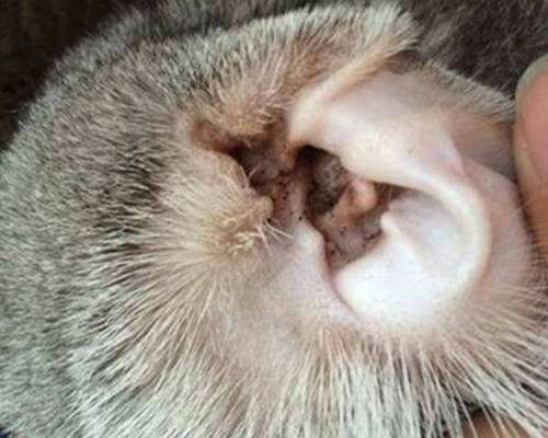 猫猫耳螨怎么治疗最好,在家怎么治疗喵咪耳螨