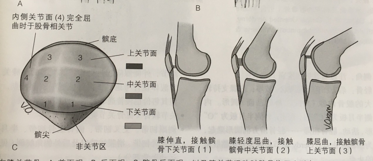 膝关节有骨刺可以手术磨掉吗,膝盖有骨刺增生多久能恢复健康