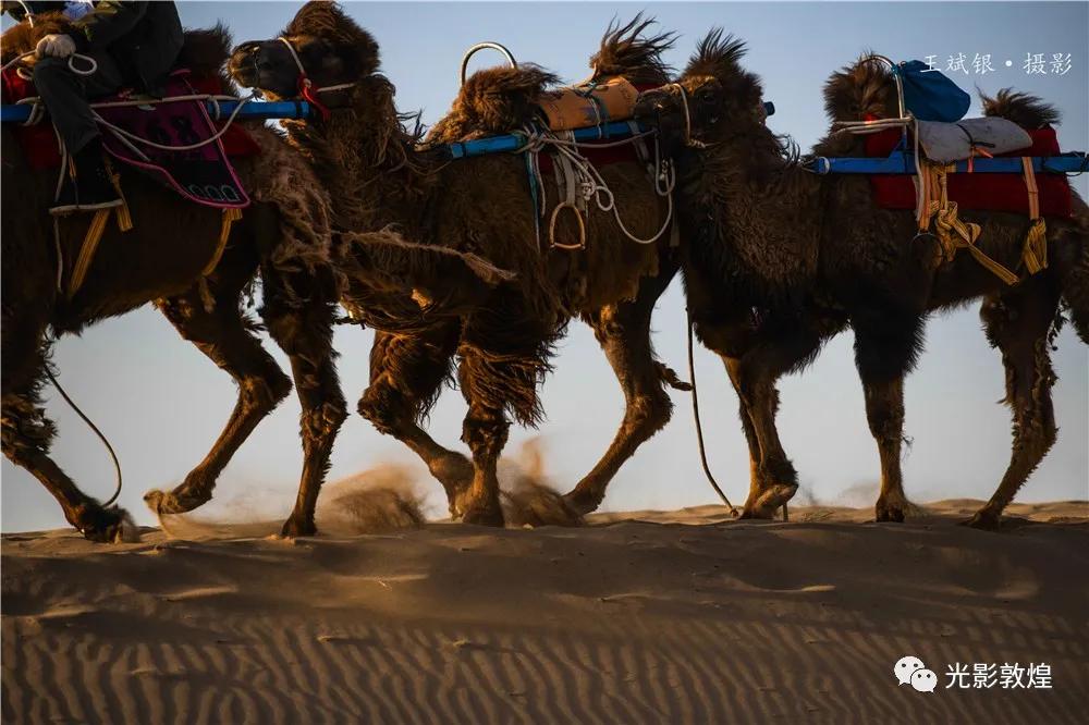 【敦煌新鲜事】月牙泉驼户穿胡服”牵骆驼服务游客