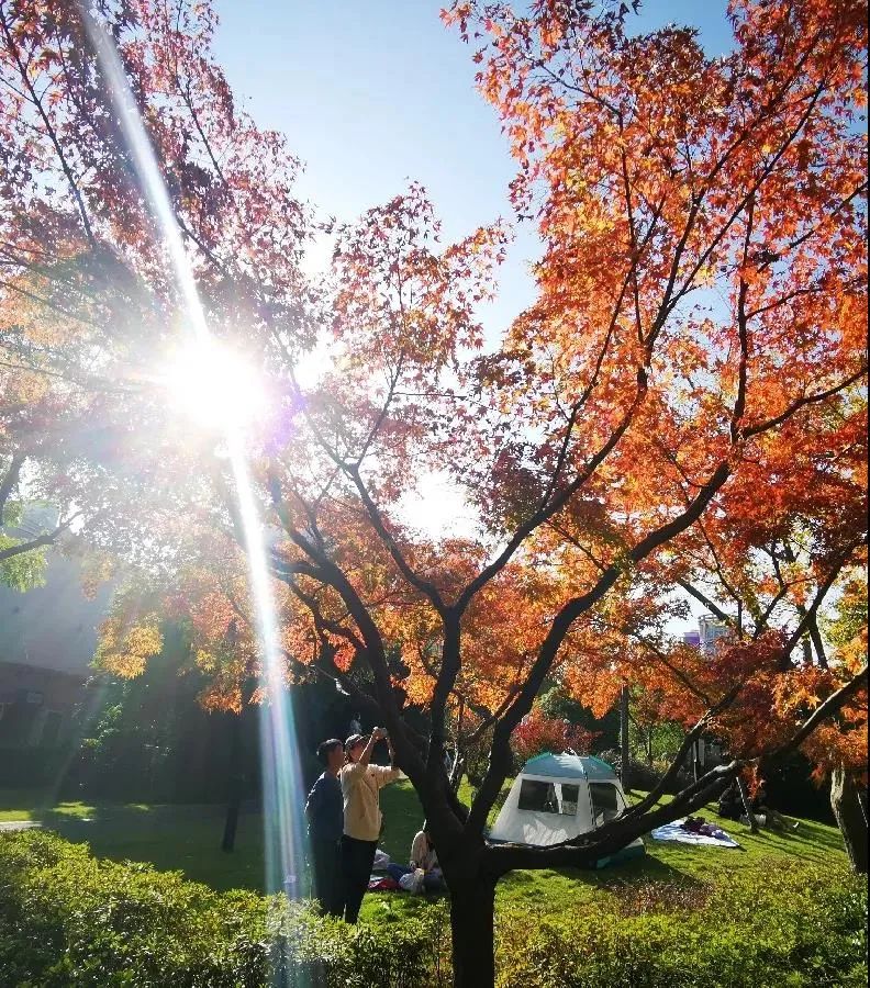 上海最美秋景,上海哪些公园可以拍秋景