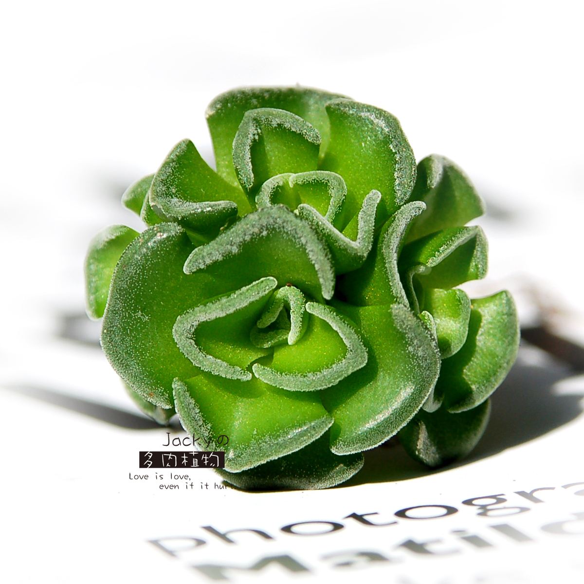 100种常见多肉植物图鉴收藏,1000种多肉植物图鉴及名字