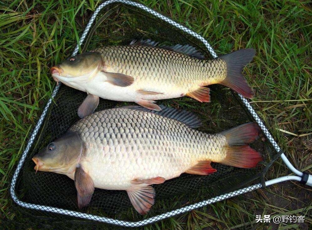 野钓鲤鱼不开口怎么回事,钓鲤鱼鱼不开口的解决方法