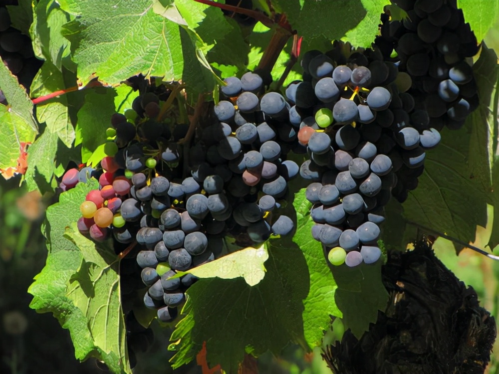 晋州特产点心,晋州十大特产小吃