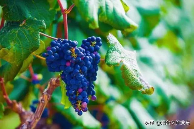 烟台人烟台攻略,烟台张裕酒庄城堡旅游攻略