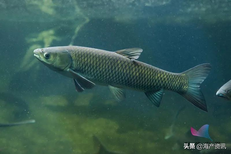 年终谣言又来？！为保活给鱼喂柴油，吃了中毒？专业辟谣来了