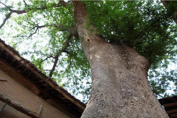 什么办法让大树快死掉,什么方法让大树死掉不留痕迹