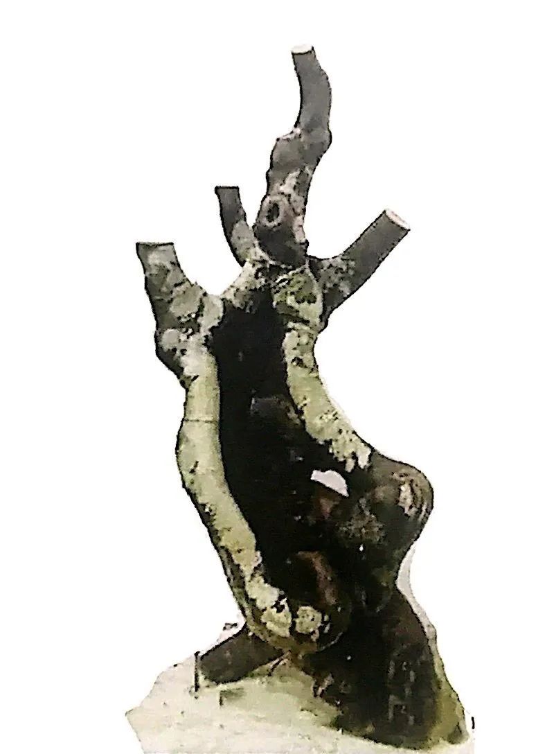 新手榆树盆景造型设计,榆树盆景造型设计教程