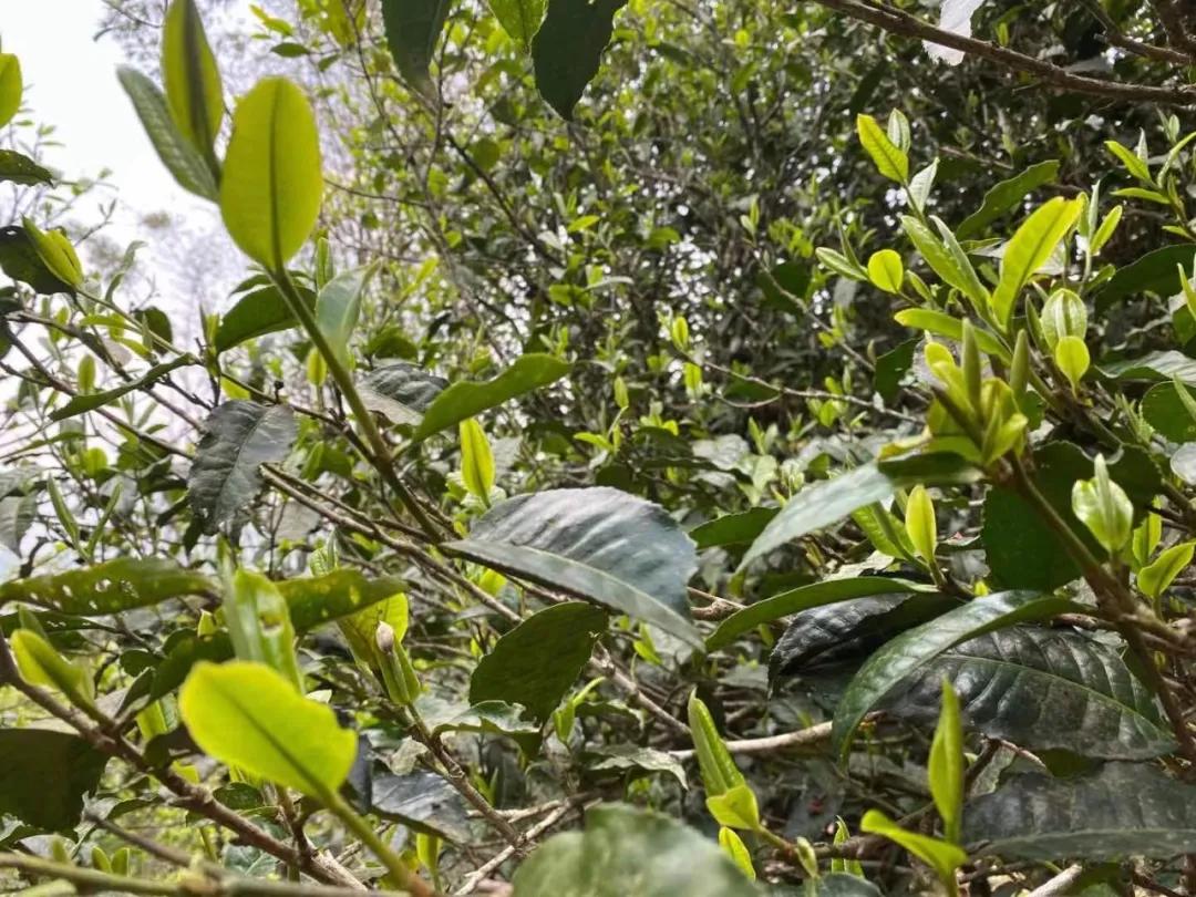 昔逐红尘千里归,昔逐红尘千里归出自哪里