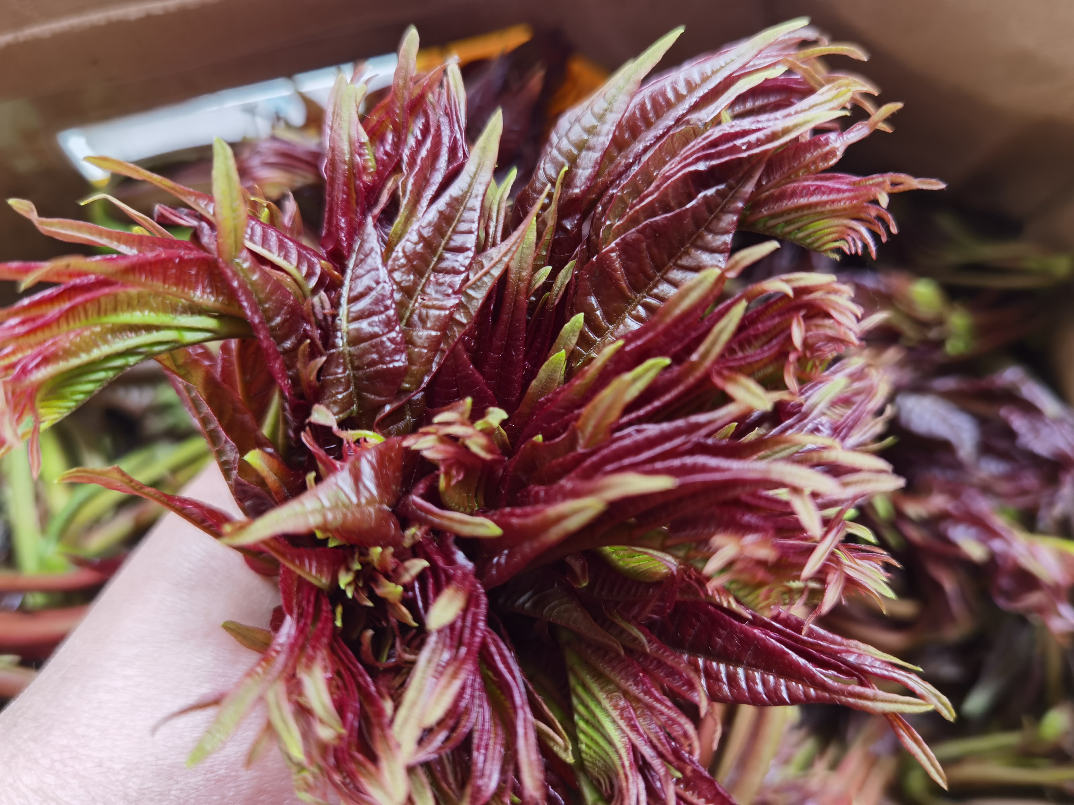 吃香椿有什么好处怎么吃最好,春天吃香椿芽的功效与作用