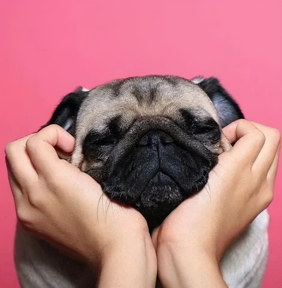 狗狗最初是白毛现在变黄怎么回事,刚一个月的狗狗毛是白黄的正常吗