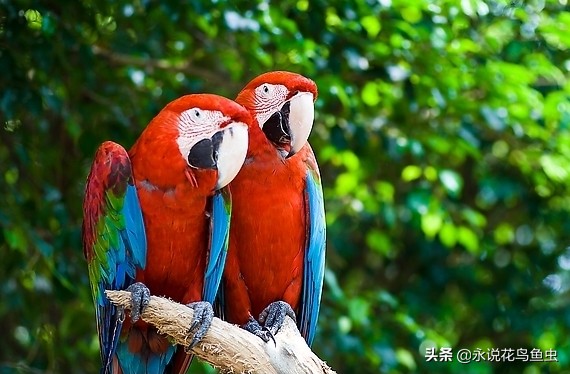 鹦鹉常见的品种,常见的鹦鹉有哪几种品种