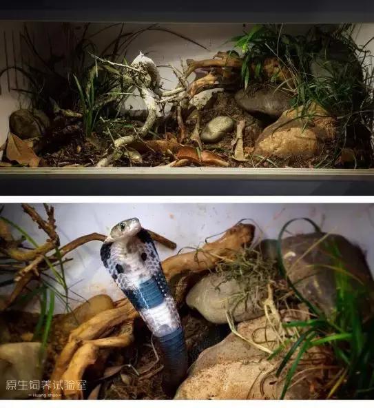 蛇类是怎么过冬的,饲养蛇类的方法是什么