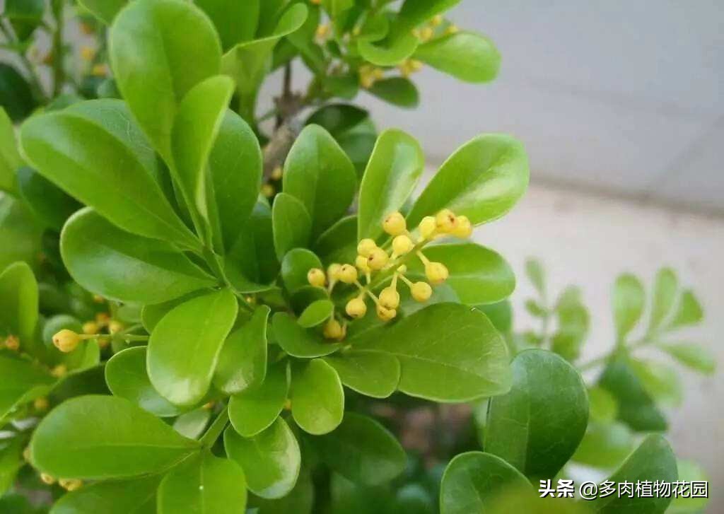 米兰叶子全部枯萎了还有补救吗,米兰长势不茂盛怎么回事